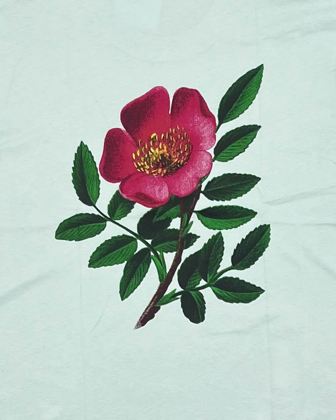 WALDSTATTEN - TSHIRT BIO ALPEN-HECKENROSE  MINT